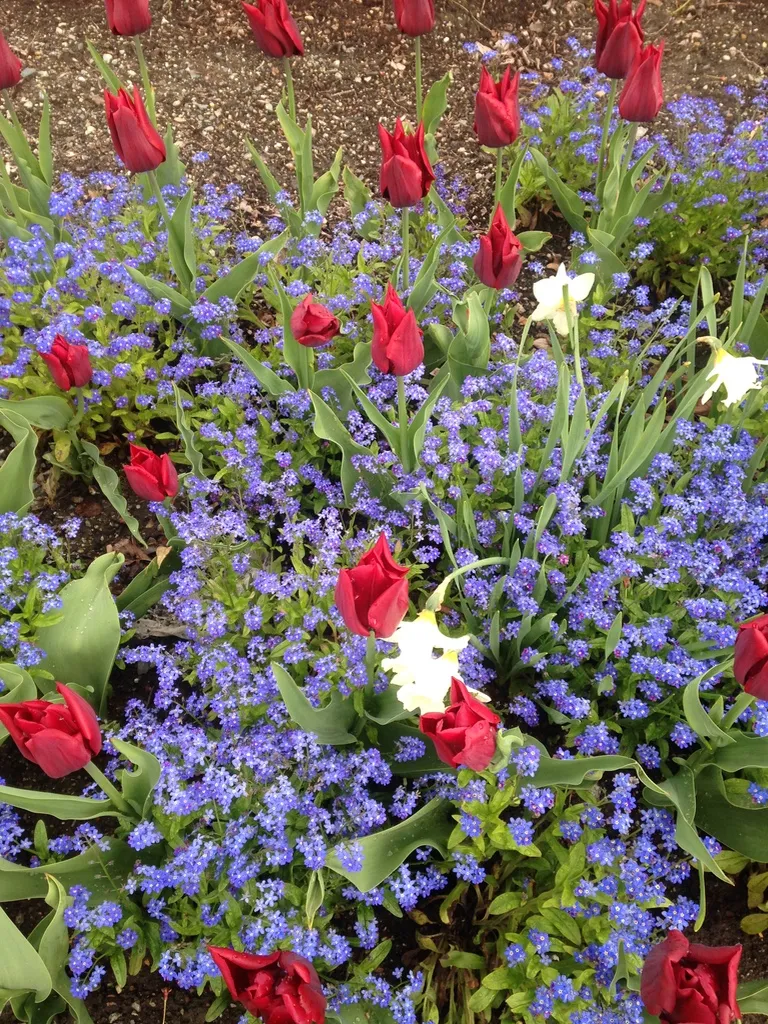 Lions Gate Landscaping project