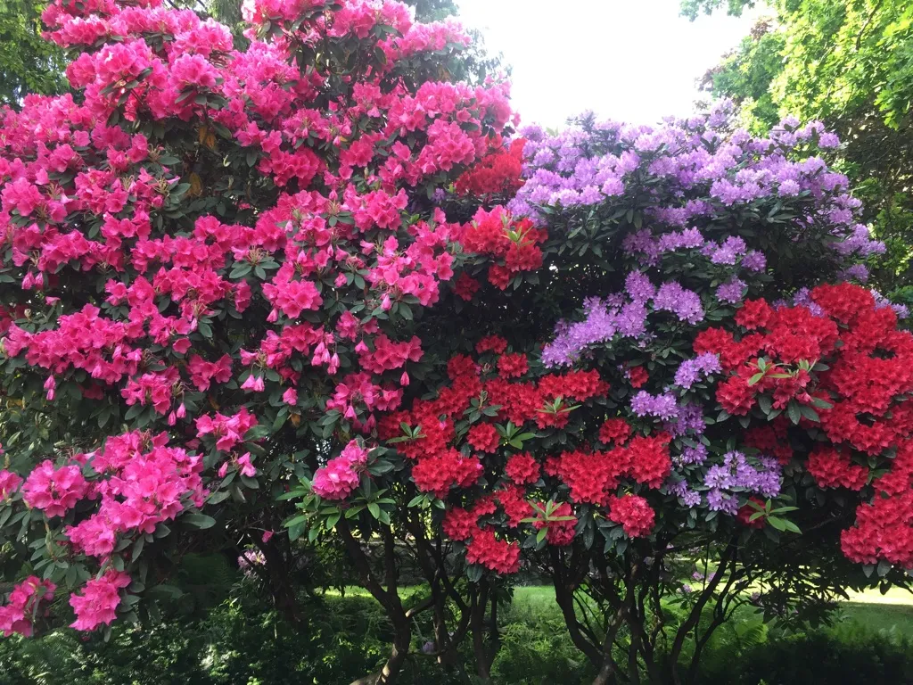 Lions Gate Landscaping project