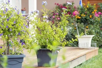 Lions Gate Landscaping project