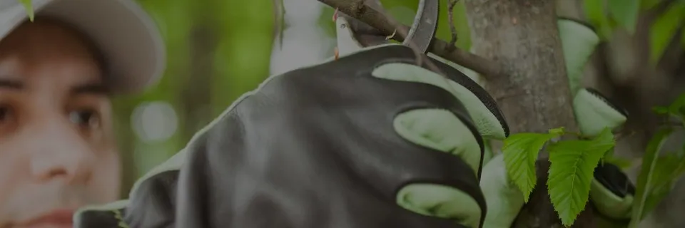 Lions Gate Landscaping project